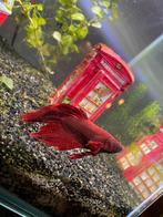 Betta vis splendens super mooie kleur, Dieren en Toebehoren, Vissen | Aquariumvissen, Vis