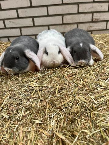 Nederlandse hangoordwerg konijntjes 