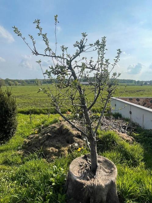Elstar appelboom, Tuin en Terras, Planten | Fruitbomen, Appelboom, 100 tot 250 cm, Volle zon, Zomer, In pot, Ophalen