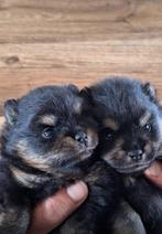 Pomeriaan/pomeranian pups, Dieren en Toebehoren, Keeshond, CDV (hondenziekte), 8 tot 15 weken, Meerdere