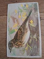 Oude Vogelplaat - Veldleeuwerik, Antiek en Kunst, Ophalen of Verzenden