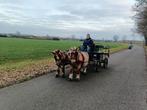 Groom/menhulp gezocht, Dieren en Toebehoren, Paarden en Pony's | Overige Paardenspullen, Ophalen of Verzenden, Nieuw, Dressuur