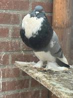 Sierduiven, Dieren en Toebehoren, Vogels | Duiven, Meerdere dieren, Overige soorten