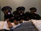 prachtige rottweiler pups, Nederland, CDV (hondenziekte), 8 tot 15 weken, Meerdere