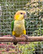Roestkop Caique pop, Dieren en Toebehoren, Vogels | Parkieten en Papegaaien, Vrouwelijk, Papegaai, Geringd