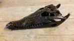 Brons / SCHEDEL van een KROKODIL / nieuw/ €149,-, Ophalen of Verzenden, Nieuw, Schedel