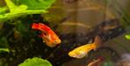 Guppen 120+ stuks, Vis, Zoetwatervis