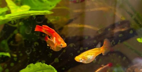 Guppen 120+ stuks, Dieren en Toebehoren, Vissen | Aquariumvissen, Zoetwatervis, Vis