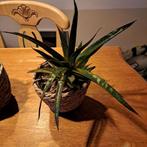Aloe maculata in siermand – decoratieve, makkelijke plant, Ophalen of Verzenden, Cactus, In pot, Minder dan 100 cm