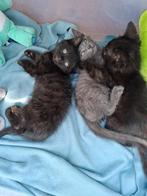 Mooie kittens, Jonge poesjes, Dieren en Toebehoren, Geslacht onbekend, Ontwormd