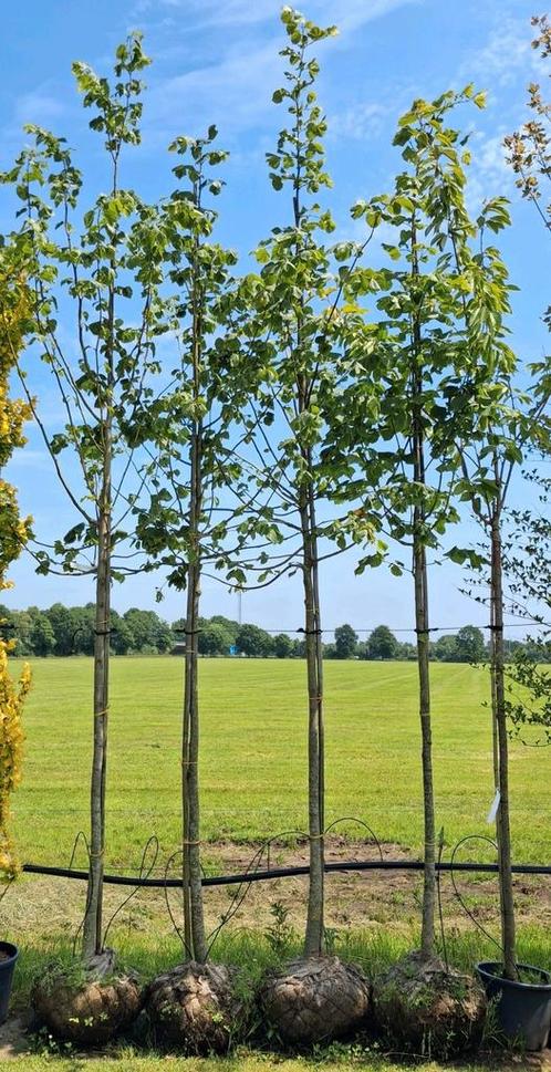 Linde bomen!! ACTIE!!! NU €100,- PST lindeboom lindebomen, Tuin en Terras, Planten | Bomen, Bolboom, 400 cm of meer, Halfschaduw