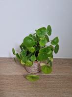 Chinese money plant (pilea), Huis en Inrichting, Kamerplanten, Ophalen, Overige soorten, Halfschaduw, In pot