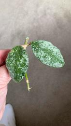 Hoya Waymaniae cloudy sky, Huis en Inrichting, Kamerplanten, Ophalen of Verzenden, Overige soorten, Minder dan 100 cm