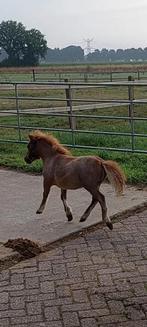 Mooi roan rood schimmel. Merrie mini Shetlander, Dieren en Toebehoren, Pony's, Merrie, Niet van toepassing, Recreatiepony, Gechipt