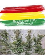 Carnavals aktie GRATIS thuis bezorgd, Ophalen of Verzenden, Overige soorten