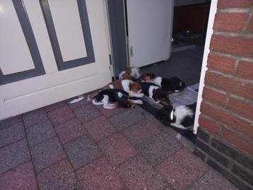 Boerenfox beschikbaar voor biedingen