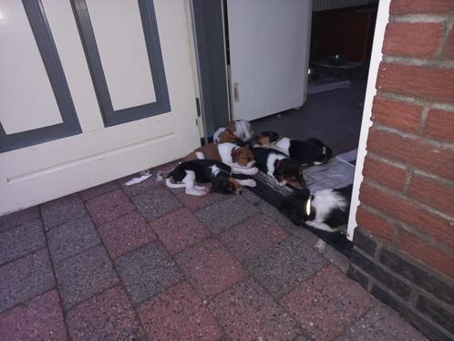 Boerenfox, Dieren en Toebehoren, Honden | Niet-rashonden, Middel, Meerdere dieren, Particulier, Meerdere, Nederland, 8 tot 15 weken