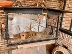 Prachtige Vogelkooi cq Broedkooi, Ophalen, Gebruikt, Hout, Vogelkooi