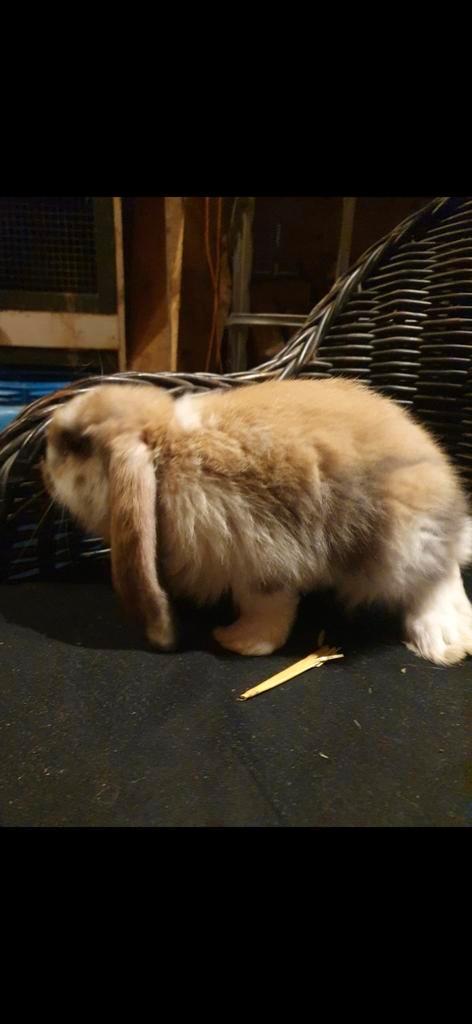 Franse hangoor (madagascar bont ), Dieren en Toebehoren, Konijnen, Groot, Mannelijk, Hangoor