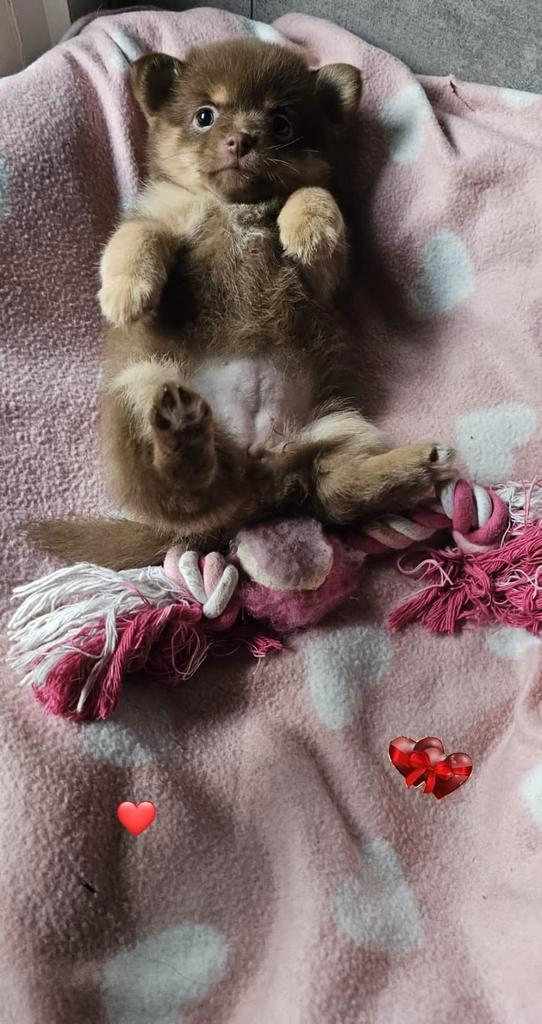 SUPERLIEVE FLUFFY❤️POMCHI BEERTJES😍 1 TEEFJE EN 1 REUTJE 🐾, Dieren en Toebehoren, Honden | Poolhonden, Keeshonden en Oertypen