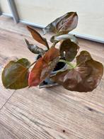 Syngonium strawberry ice, Huis en Inrichting, Kamerplanten, Ophalen of Verzenden, Overige soorten, Minder dan 100 cm