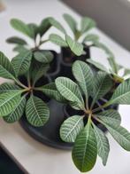 Kleine plantjes, Ophalen, Halfschaduw, Minder dan 100 cm