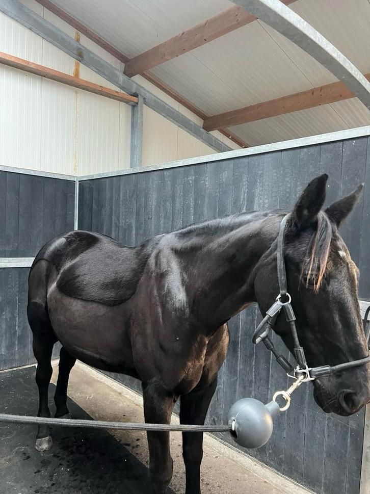 draver merrie – ideaal gezelschapspaard / weidemaatje, Dieren en Toebehoren, Stalling en Weidegang