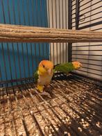 Roestkop koppel, Meerdere dieren, Papegaai