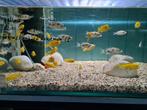 Labidochromis Caeruleus Yellow Malawi Cichliden, Vis, Zoetwatervis