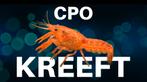 CPO Kreeften - Eigen Kweek, Dieren en Toebehoren, Vissen | Aquariumvissen, Vis
