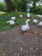 Boheemse ganzen, Dieren en Toebehoren, Pluimvee, Meerdere dieren, Gans of Zwaan