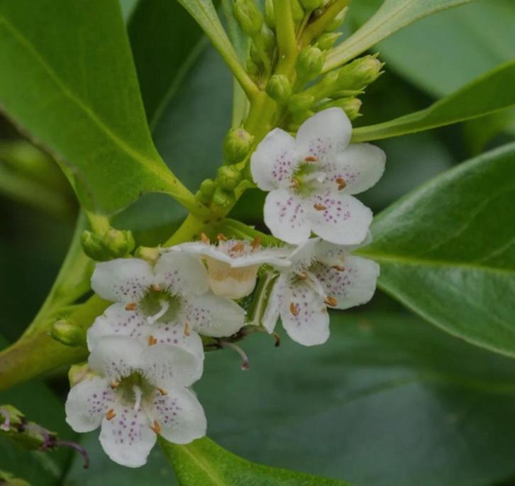 Myoporum lactum ngaio zaden zaadjes  /  witte Oleander, Tuin en Terras, Bloembollen en Zaden, Zaad, Gehele jaar, Volle zon, Ophalen