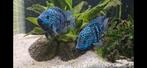 Jonge herichthys carpintis rio (blauwe texas cichliden), Dieren en Toebehoren, Vissen | Aquariumvissen, Vis, Zoetwatervis