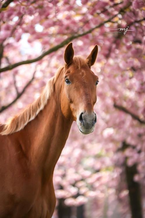 Knappe ruin., Dieren en Toebehoren, Paarden, Ruin, Niet van toepassing, 175 cm of meer, 7 tot 10 jaar, Recreatiepaard, Gechipt