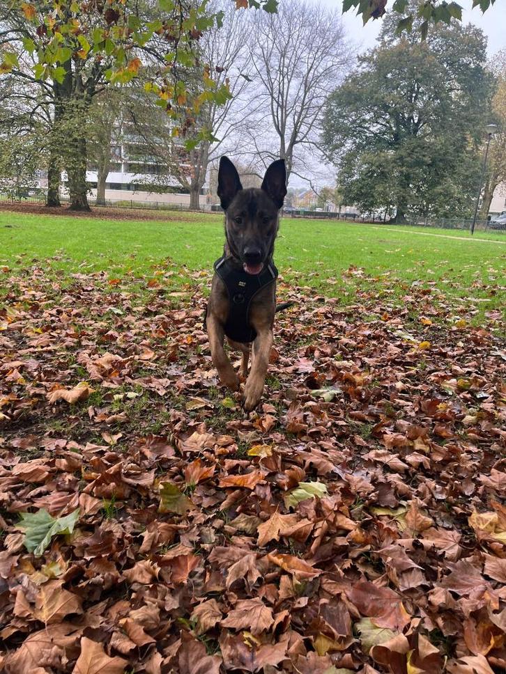 Mechelse Herder 22 maanden oud te koop, Dieren en Toebehoren, Honden | Herdershonden en Veedrijvers, Reu, Herder, Particulier