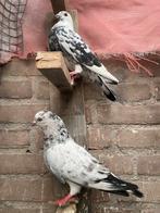 Duiven, Dieren en Toebehoren, Vogels | Overige Vogels, Meerdere dieren