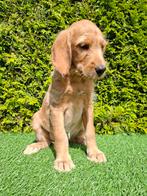 Mooie goldendoodle gekruist met golden retriever ., Dieren en Toebehoren, Overige rassen, CDV (hondenziekte), 8 tot 15 weken, Teef