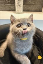 🐾 Britse korthaar kitten opzoek naar een thuisje🐾, Meerdere dieren, Ontwormd, 0 tot 2 jaar