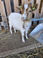 CL- en CAE-vrije Dwergeitbokjes, Dieren en Toebehoren, Schapen, Geiten en Varkens, Mannelijk, Geit, 0 tot 2 jaar