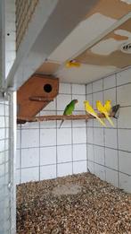 Gezocht Lutino Elegantpop., Dieren en Toebehoren, Vogels | Parkieten en Papegaaien, Vrouwelijk, Parkiet, Geringd