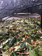 Hout Snippers, Ophalen of Verzenden, Zomer, Volle zon, Overige soorten