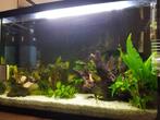Aquarium plus vissen, Ophalen, Zo goed als nieuw, Gevuld zoetwateraquarium