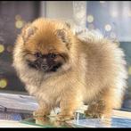 Pomeriaan pup/ Pomeranian reutje, Dieren en Toebehoren, Honden | Poolhonden, Keeshonden en Oertypen, Particulier, Rabiës (hondsdolheid)