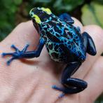 Dendrobates tinctorius 'Robertus', Amfibie
