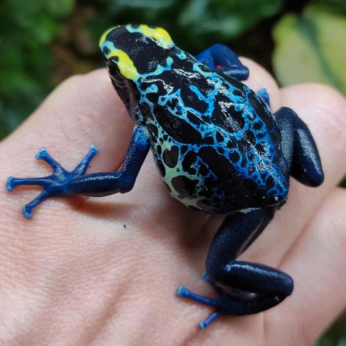 Dendrobates tinctorius 'Robertus', Dieren en Toebehoren, Reptielen en Amfibieën, Amfibie