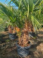 Dubbelstam palmen, Ophalen, Zomer, Volle zon, Palmboom