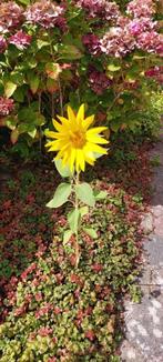 zaden voor mooie "kleine" zonnebloem, Ophalen of Verzenden, Voorjaar, Volle zon, Zaad