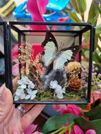 Echte opgezette vlinder op Sfaleriet edelsteen decoratie, Nieuw, Opgezet dier, Ophalen of Verzenden, Insect