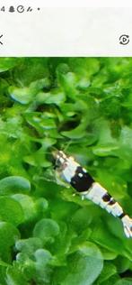 Pbl garnalen, Dieren en Toebehoren, Vissen | Aquariumvissen, Kreeft, Krab of Garnaal