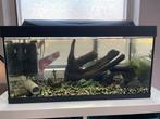 Aquarium, Dieren en Toebehoren, Vissen | Aquaria en Toebehoren, Ophalen of Verzenden, Gevuld zoetwateraquarium